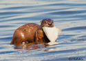 Lutra Canadensis